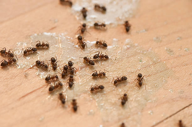 Bay City, TX Pest Control Company